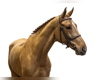 Belgisch Warmbloed, Ruin, 8 Jaar, 172 cm, Vos