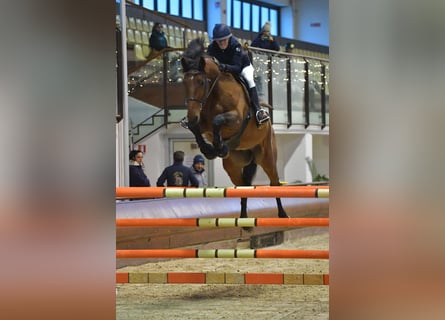 Belgisch Warmbloed, Ruin, 8 Jaar, 175 cm, Bruin