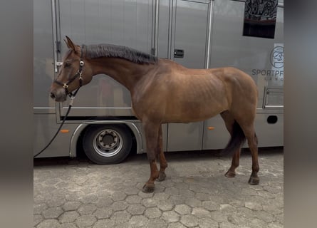 Belgisch Warmbloed, Ruin, 8 Jaar, 188 cm, Donkere-vos