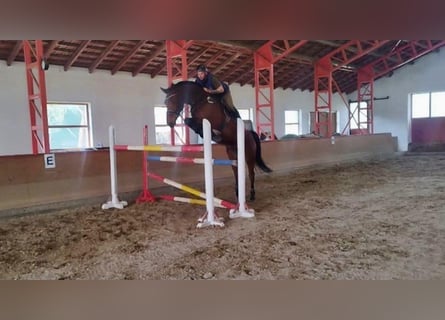 Belgisch Warmbloed, Ruin, 9 Jaar, 170 cm, Bruin