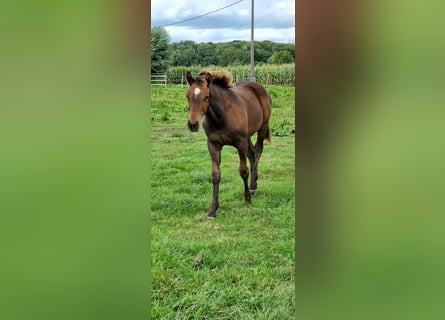 Belgisch Warmbloed, Ruin, veulen (04/2023), 170 cm, Brauner