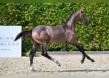 Belgisch Warmbloed, Ruin, veulen (03/2024), Roodbruin