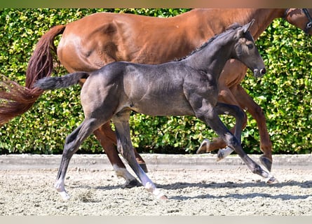 Belgisch Warmbloed, Ruin, veulen (05/2024), Schimmel