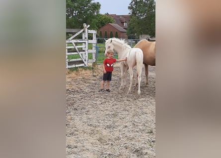 Belgische Rijpony, Hengst, veulen (02/2023), 147 cm, Cremello