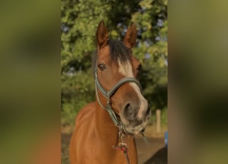 Belgische Rijpony, Merrie, 17 Jaar, 148 cm, Bruin