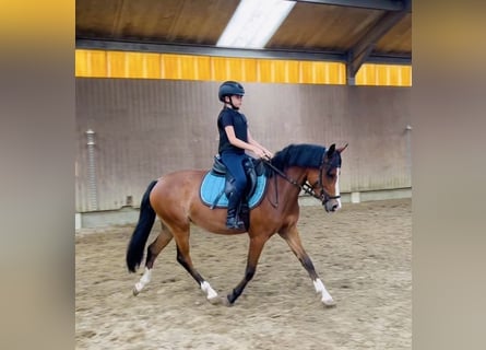 Belgische Rijpony, Merrie, 3 Jaar, 136 cm, Bruin