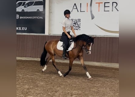 Belgische Rijpony, Merrie, 3 Jaar, 136 cm, Bruin