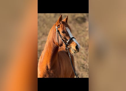 Belgische Rijpony, Merrie, 5 Jaar, 145 cm, Vos