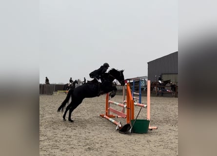 Belgische Rijpony, Merrie, 6 Jaar, 147 cm, Zwart