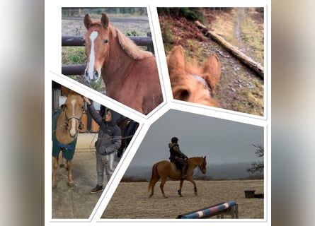Belgische Rijpony, Merrie, 7 Jaar, 145 cm, Vos