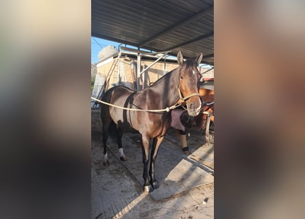 Belgische Rijpony, Merrie, 7 Jaar, 148 cm, Donkerbruin