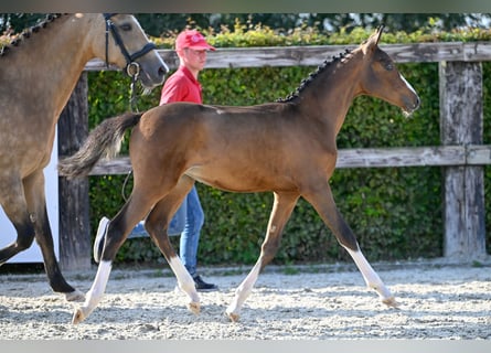 Belgische Rijpony, Merrie, veulen (05/2023), Roodbruin