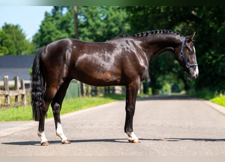 Belgische Rijpony, Ruin, 2 Jaar, 156 cm, Zwart