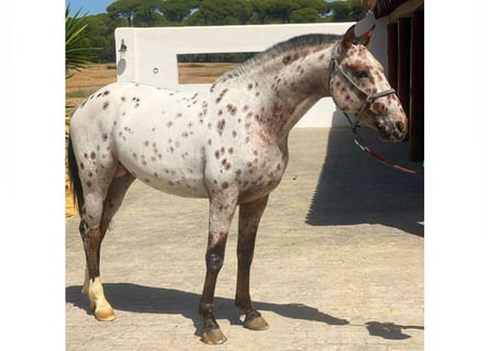 Belgisches Reitpony, Wallach, 4 Jahre, 148 cm, Tobiano-alle-Farben