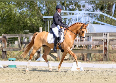 Belgisches Reitpony, Wallach, 5 Jahre, 146 cm, Fuchs