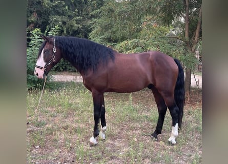 Belgische Rijpony, Ruin, 7 Jaar, 157 cm, Donkerbruin