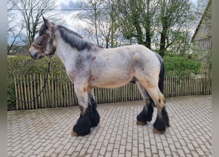 Belgisches Kaltblut, Hengst, 3 Jahre