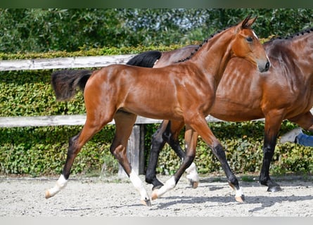Belgisches Kaltblut, Hengst, Fohlen (05/2023), Rotbrauner