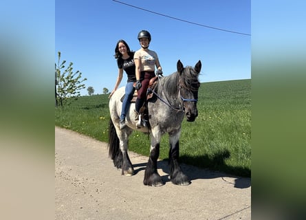 Belgisches Kaltblut, Stute, 3 Jahre, 155 cm, Blauschimmel