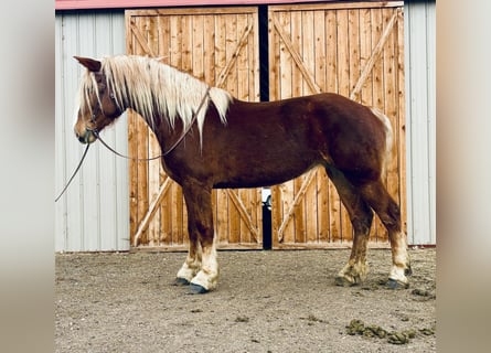 Belgisches Kaltblut, Stute, 5 Jahre, 188 cm, Rotfuchs