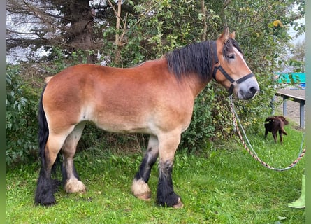 Belgisches Kaltblut, Stute, 6 Jahre, 170 cm, Brauner