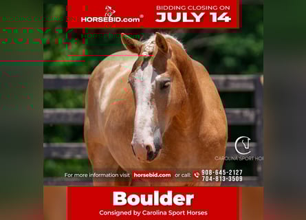 Belgisches Kaltblut Mix, Wallach, 4 Jahre, 160 cm, Palomino