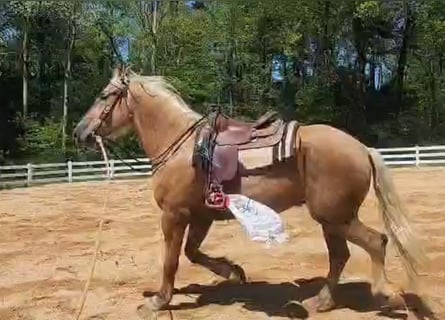 Belgisches Kaltblut Mix, Wallach, 5 Jahre, 183 cm, Palomino