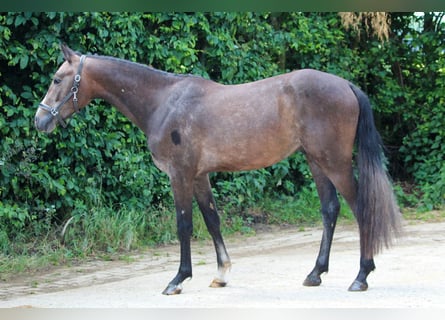 Belgisches Reitpony, Hengst, 2 Jahre, 148 cm