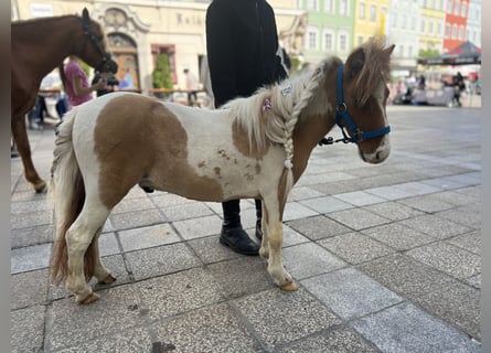 Belgisches Reitpony, Hengst, 3 Jahre