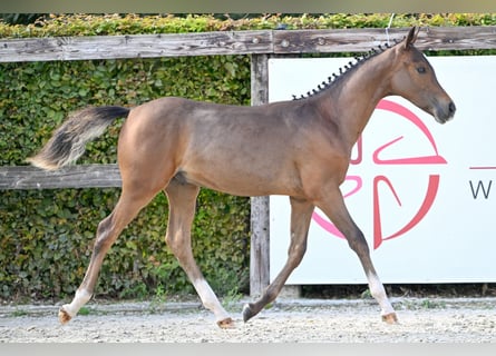 Belgisches Reitpony, Hengst, Fohlen (04/2023), Dunkelbrauner