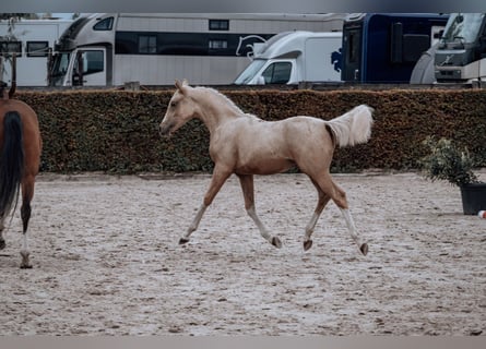 Belgisches Reitpony, Hengst, Fohlen (02/2025), Palomino