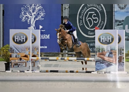 Belgisches Reitpony, Stute, 5 Jahre, 138 cm, Hellbrauner