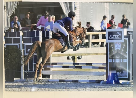 Belgisches Reitpony, Stute, 5 Jahre, 140 cm, Hellbrauner