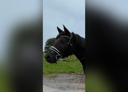 Belgisches Reitpony, Stute, 5 Jahre, 150 cm, Rappe