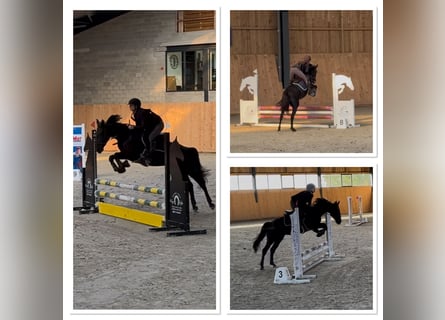 Belgisches Reitpony, Stute, 6 Jahre, 147 cm, Rappe