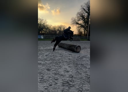 Belgisches Reitpony, Stute, 6 Jahre, 148 cm, Rappe