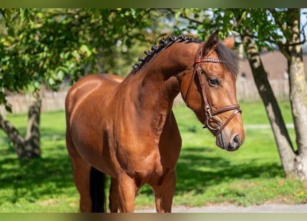 Belgisches Reitpony, Stute, 6 Jahre, 149 cm, Brauner