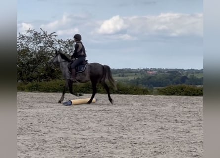 Belgisches Reitpony, Stute, 7 Jahre, 143 cm, Apfelschimmel