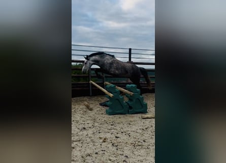 Belgisches Reitpony, Stute, 7 Jahre, 143 cm, Apfelschimmel