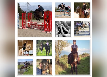 Belgisches Reitpony, Stute, 7 Jahre, 145 cm, Brauner