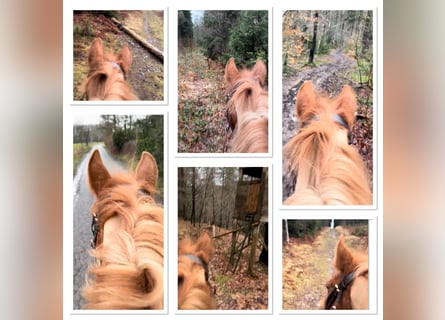Belgisches Reitpony, Stute, 7 Jahre, 145 cm, Fuchs