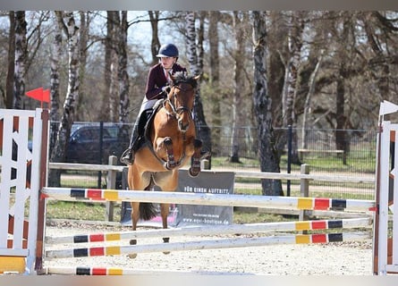 Belgisches Reitpony, Stute, 7 Jahre, 148 cm, Brauner