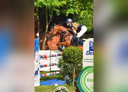 Belgisches Reitpony, Stute, 7 Jahre, 148 cm, Brauner