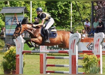 Belgisches Reitpony, Stute, 7 Jahre, 149 cm, Brauner