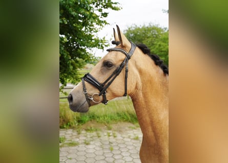 Belgisches Reitpony, Stute, 8 Jahre, 147 cm, Buckskin