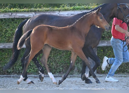 Belgisches Reitpony, Stute, Fohlen (05/2023), Rotbrauner