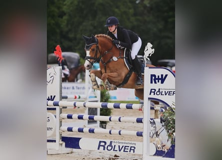 Belgisches Reitpony, Wallach, 11 Jahre, 148 cm, Fuchs