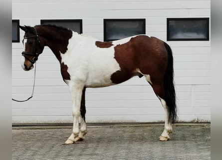 Belgisches Reitpony, Wallach, 11 Jahre, 150 cm, Schecke