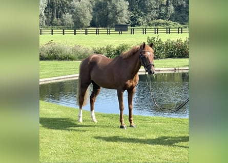 Belgisches Reitpony, Wallach, 16 Jahre, 127 cm, Fuchs