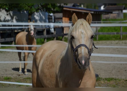 Belgisches Reitpony, Wallach, 4 Jahre, 141 cm, Palomino